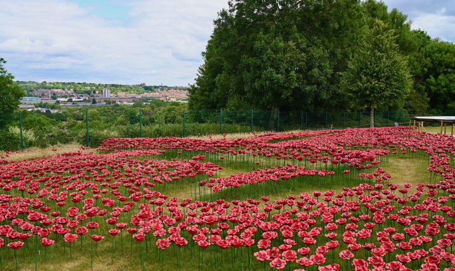 Poppies at IBCC